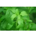 STEVIA